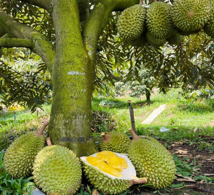 Nắng nóng như thiêu đốt, người trẻ miền Tây tìm đến vườn trái cây để 'trốn'