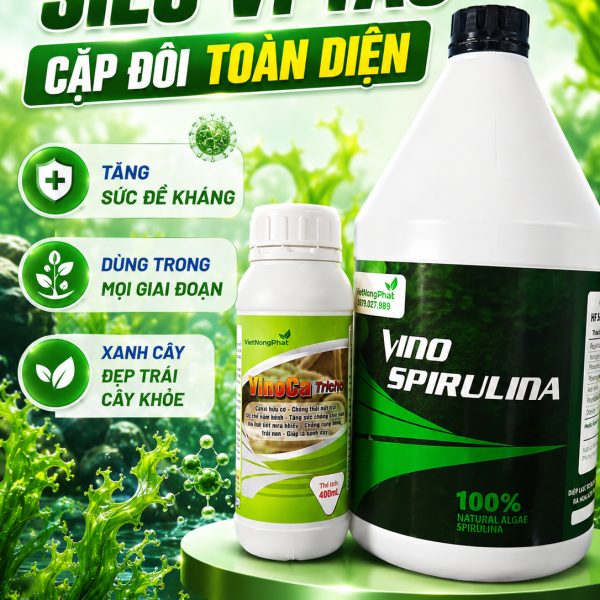 SIÊU VI TẢO