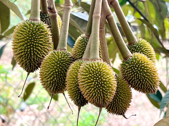 KỸ THUẬT NUÔI TRÁI SẦU RIÊNG XANH GAI, TRÒN ĐỀU