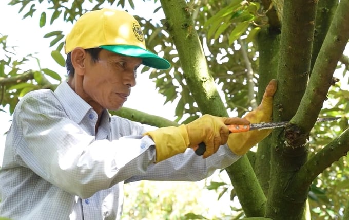 Kỹ thuật chăm sóc vườn sầu riêng sau khi thu hoạch