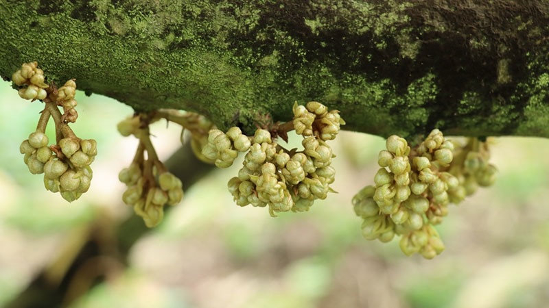 LÀM GÌ KHI SẦU RIÊNG CẮT NƯỚC LÂU NGÀY NHƯNG CHƯA RA MẮT CUA? – ANOS Cropcaring