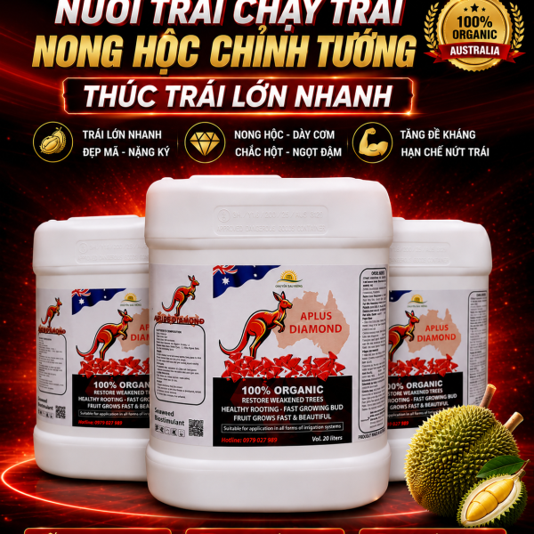 KING PLUS - VỖ TRÁI, TRÒN HỘC