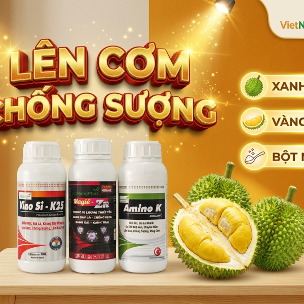 BỘ LÊN CƠM CHỐNG SƯỢNG